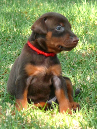 Cachorros camada O con 4 semanas de edad