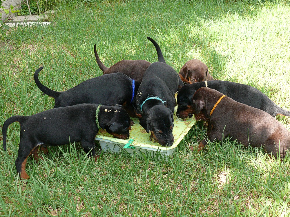 Cachorros camada O con 4 semanas de edad