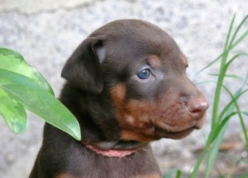 Cachorros camada O con 4 semanas de edad