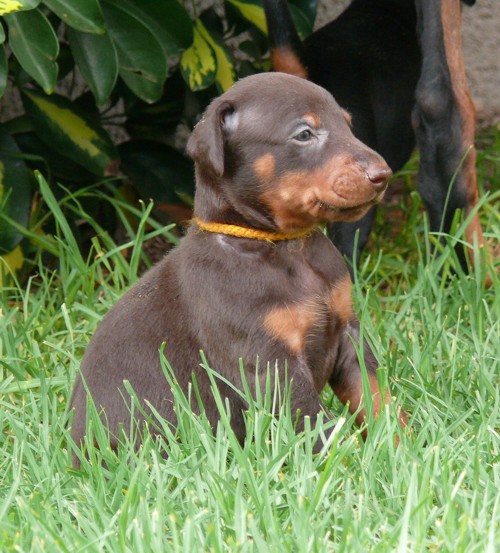 Cachorros camada O con 4 semanas de edad