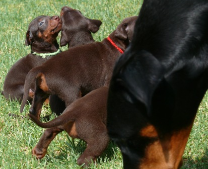 Cachorros camada O con 4 semanas de edad