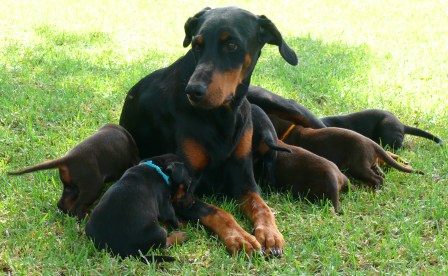 Cachorros camada O con 4 semanas de edad