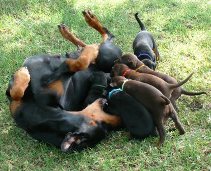 Cachorros camada O con 4 semanas de edad