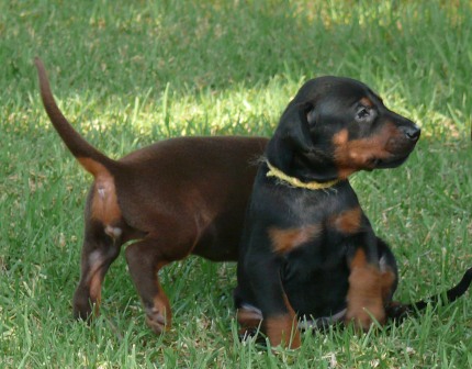 Cachorros camada O con 4 semanas de edad