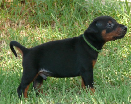 Cachorros camada O con 4 semanas de edad