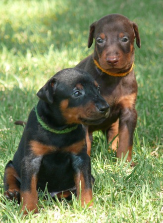 Cachorros camada O con 4 semanas de edad