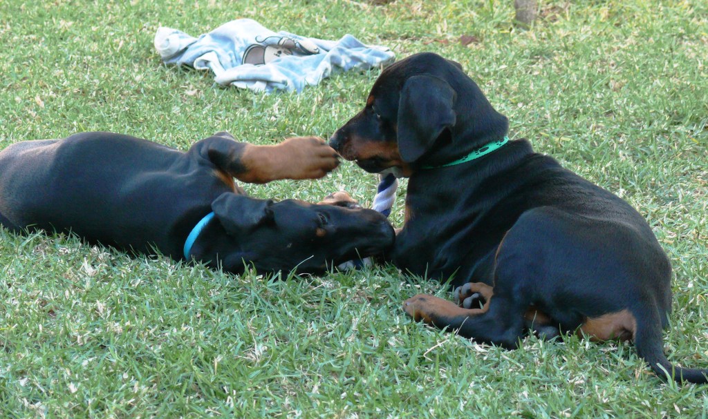 Rhayader Owen y Rhayader Ottar. 9 semanas