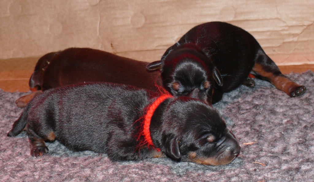 Cachorros con 1 semana