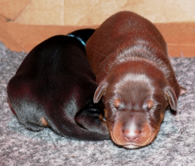 Cachorros con 1 semana