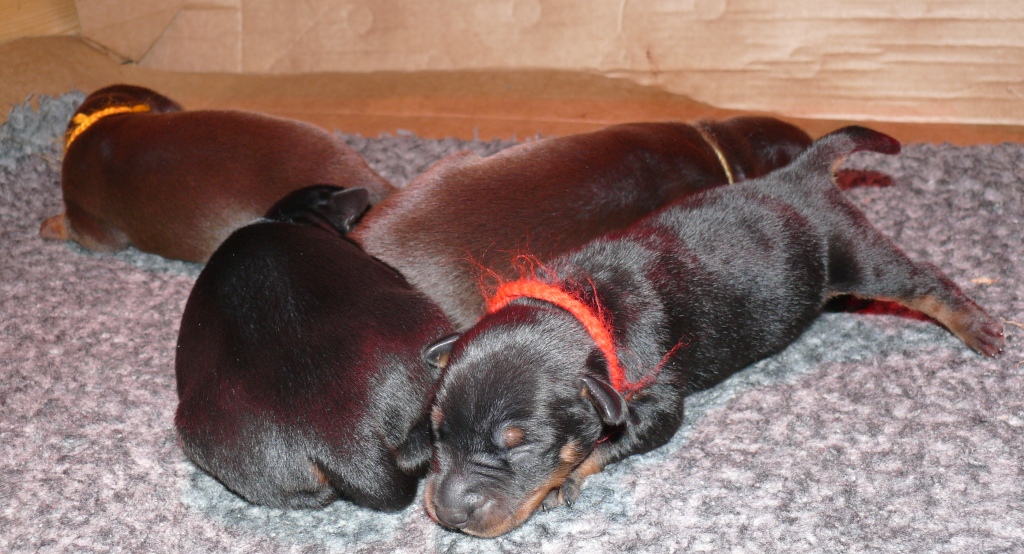 Cachorros con 1 semana
