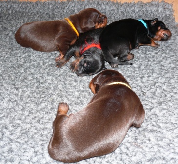 Cachorros con 1 semana