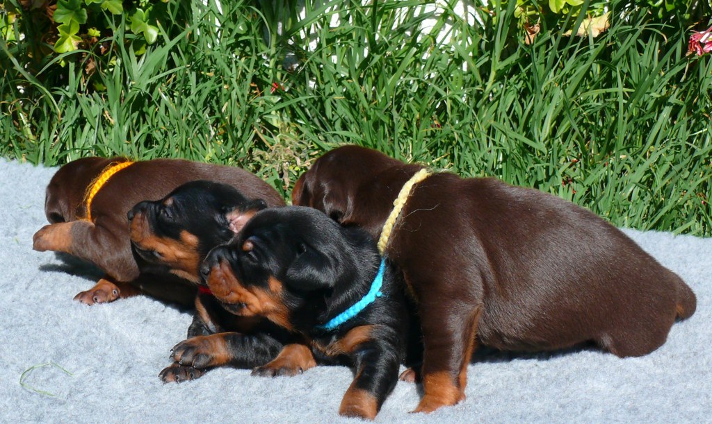 Cachorros con 2 semanas de edad