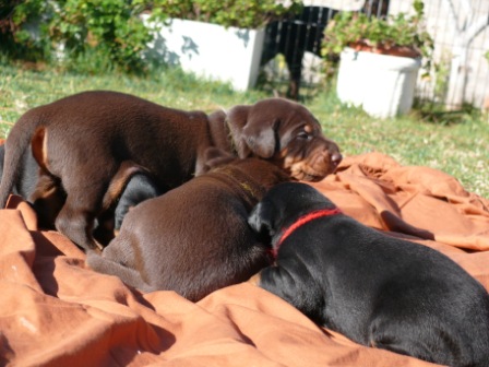 Cachorros con 2 semanas de edad