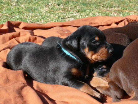 Cachorros con 2 semanas de edad