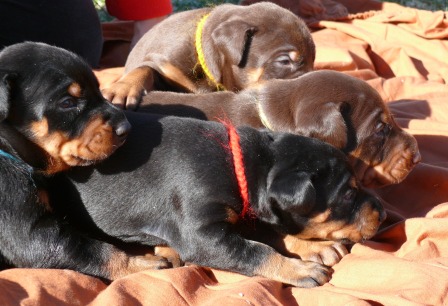 Cachorros con 2 semanas de edad