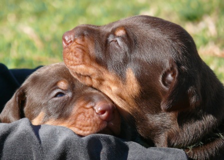 Cachorros con 2 semanas de edad