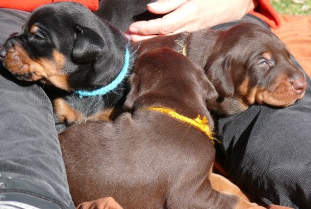 Cachorros con 2 semanas de edad