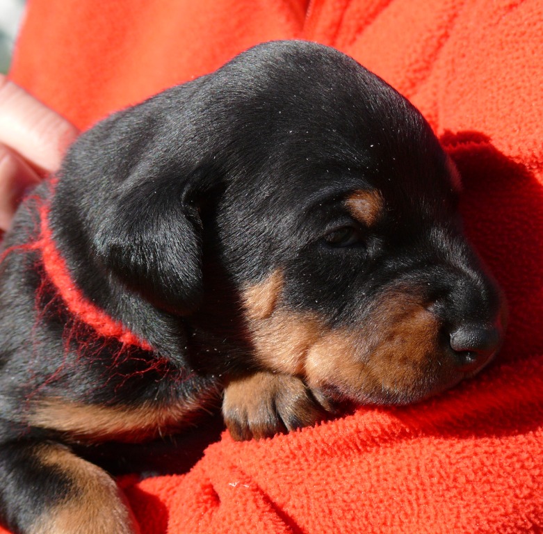 Rhayader Pixie 2 semanas