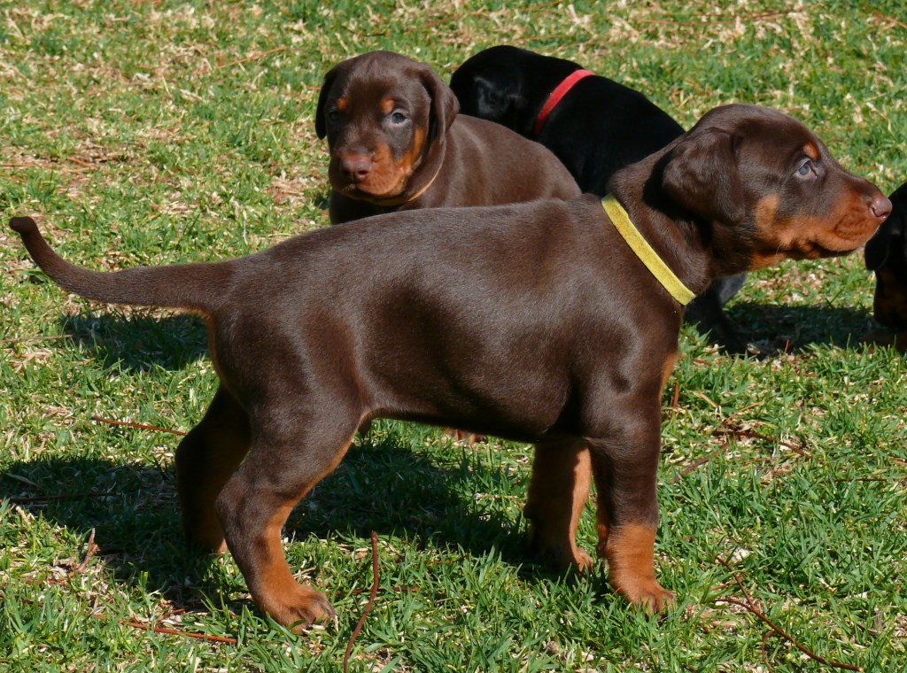 Cachorros camada P con 4 semanas