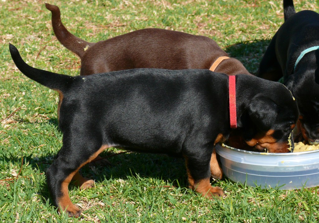 Cachorros camada P con 4 semanas