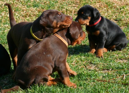 Cachorros camada P con 4 semanas