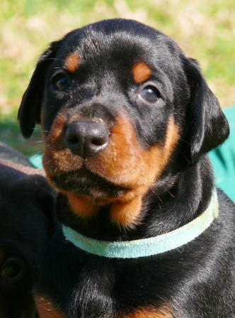Cachorros camada P con 4 semanas