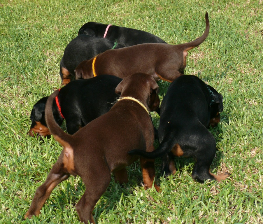 Cachorros camada Q 4 semanas
