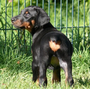 Rhayader Jasper 7 semanas