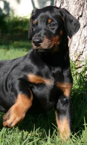 Rhayader Janka 7 semanas