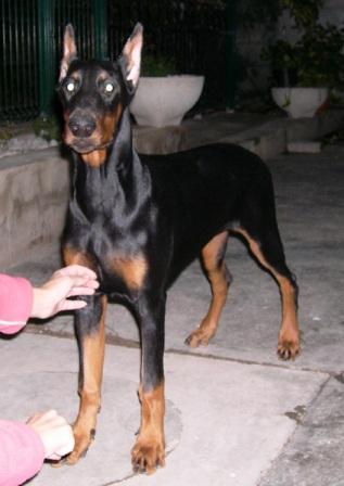 Rhayader Fucsia con 5 meses de edad