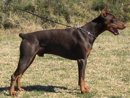 Rhayader Fango