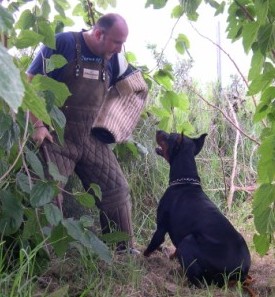 Fox de Quiresa. Enfrentamiento y ladrido