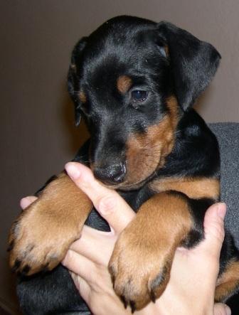 Rhayader Gina (8 semanas)