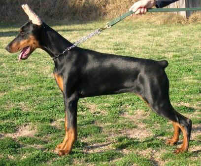 Rhayader Gina (4 meses)