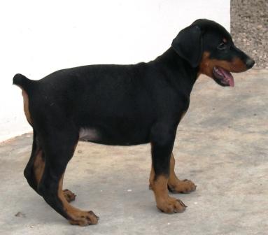 Rhayader Hammer (2 meses) (Prop. J.L.Rodriguez)