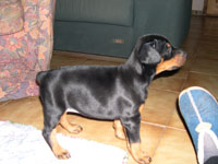 Rhayader Gina (6 semanas)