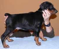 Rhayader Jagger 6 semanas