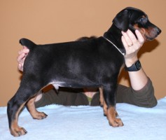 Rhayader Jarex 6 semanas
