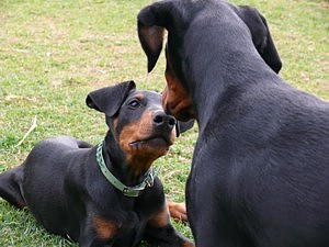 Jeff y Jody (3 meses)