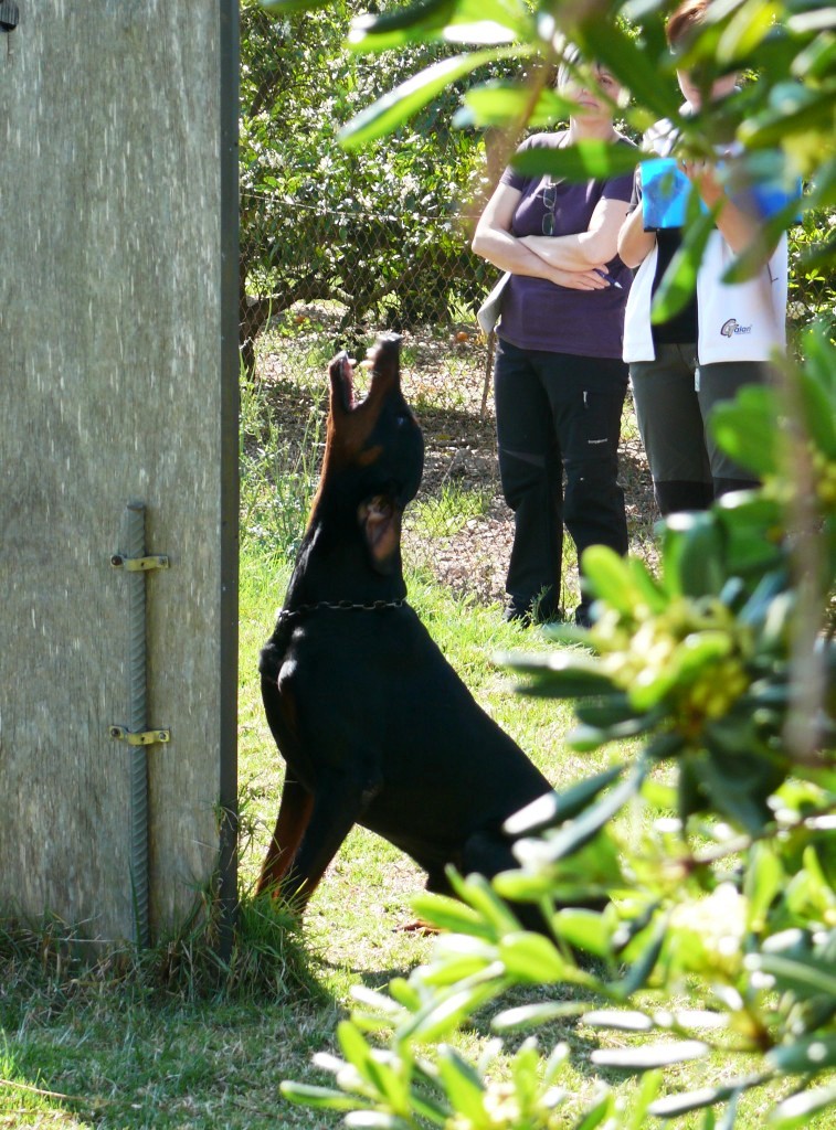 Karlo IPO 1 - Juez: Begoa Lozano - 13/04/14