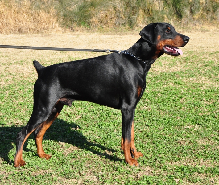 Rhayader Lexus a los 14 meses de edad (Foto. Cristina Linares)