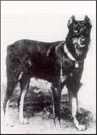 belling.jpg (17133 bytes)