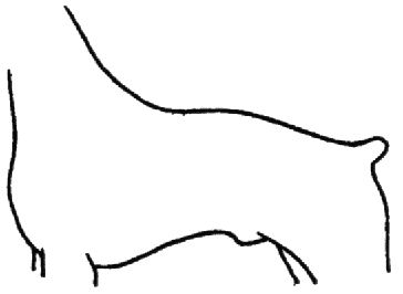 Encarpado