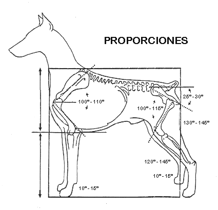 Proporciones Correctas
